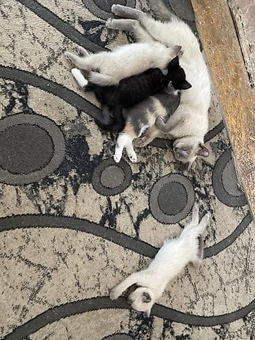 пит: Котята от домашней кошки с сиамским окрасом. - Помёт разноокрасочный — 1