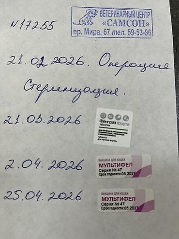 кошка сфинкс с шерстью: Кошка даром: Беспородная, 9 месяцев, Девочка, Кастрирована, Приучена к лотку, Проглистована — 2