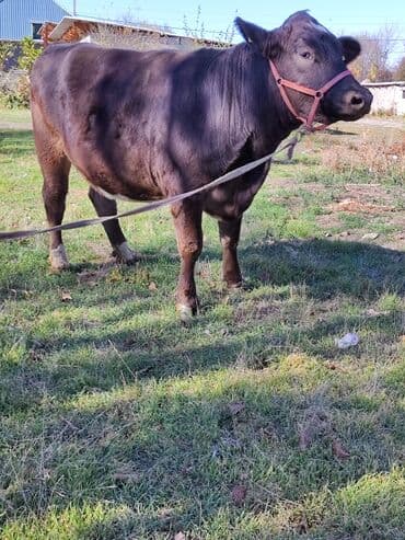 зоомагазин бишкек с животными: Продаю | Тёлка | Швицкая, Симментальская | Для молока | Стельные, Искусственник, Нетель — 2
