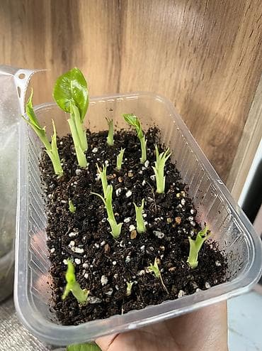 интересует: Алоказия (арма крупными “ушами слона”) — детки-клубеньки для — 3