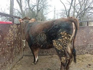 хмонг собака цена россия: Продаю | Корова (самка), Тёлка, Музоо, торпок | На забой, Для разведения, На откорм | После отела — 4