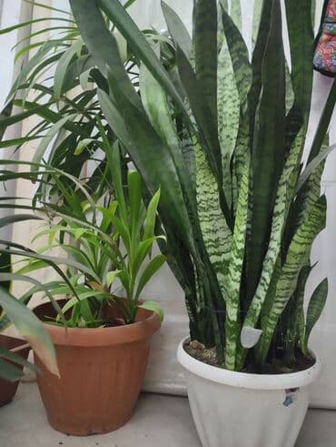 детскую кровать 7 в 1: Рассада деревьев: Самовывоз — 2