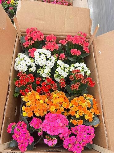 цикламен синий: Цикламены и каланхоэ из теплицы — оптом Бишкек - Ассортимент — 4