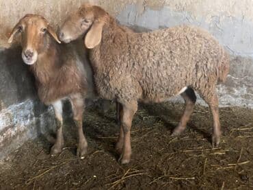 уй кой: Продаю | Овца (самка) | Полукровка | На забой, Для разведения | Матка, Ярка — 3