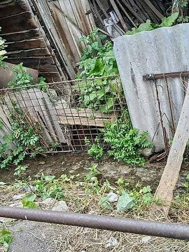 уборка сада: Хотите чтобы был ваш участок ухоженным? Уборка участков в Бишкеке — 4