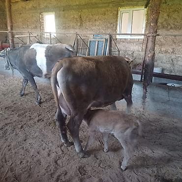 продаю крысу: Продаю | Корова (самка) | Для разведения, Для молока — 4