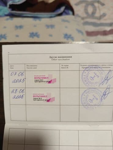 вислоухая кошка сколько стоит: Порода: шотландская вислоухая (Scottish Fold), длинношёрстная. Окрас — 4