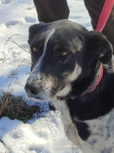 рабочая собака: Ищем дом замечательной собаке. Рожать не будет,отлично охраняет — 8