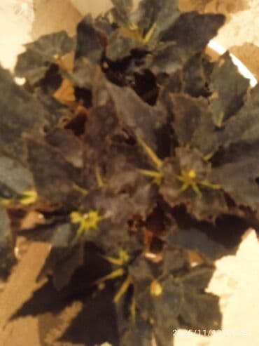 пекан орех цена бишкек: Комнатное растение в горшке — бегония (декоративно-лиственная) — 2