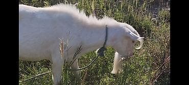 шотландская вислоухая кошка фото цена: Продаю | Козёл (самец) | Зааненская | Для разведения | Племенные, Осеменитель — 1