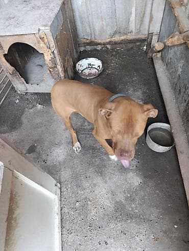 купить фокстерьера: Собака среднего размера, короткошёрстная, рыжего (палевого) окраса — 4