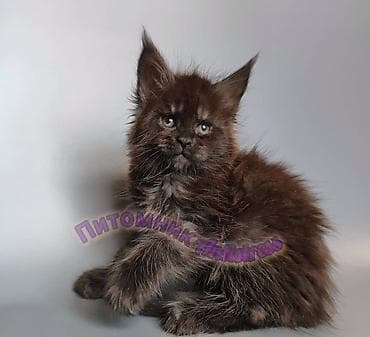 тара для мёда: Питомник Antistress предлагает котёнка породы мейн-кун — 6