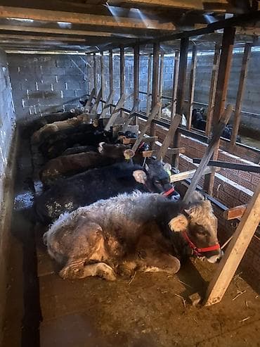 Аквариумдар: Сатам | Уй (ургаачы) | Бордоп семиртүү үчүн — 2