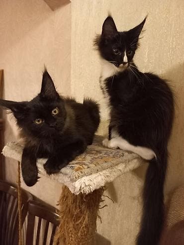 ищу котят: Два крупных 3-месячных котёнка породы мейн-кун готовы к переезду! — 5