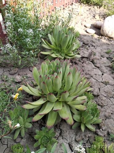 агроволокно рулон цена бишкек: Көчөттөр гүлдүн: Өзү алып кетүү — 5