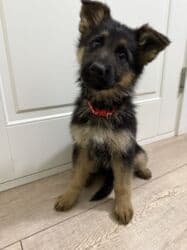 купить собаку породистую: 🐾 Щенки немецкой овчарки 🐾 Продаются красивые, породные щенки — 19