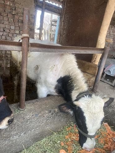 Продаю | Бык (самец) | Аулиекольская | На откорм | Привязанные