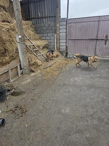 бекер уй: Щенки породного типа немецкой овчарки - Окрас: классический чепрачный — 7