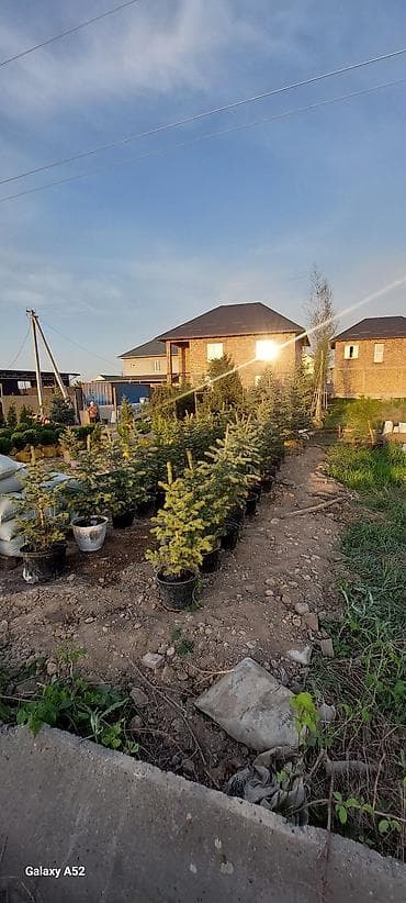 голубая ель саженцы: Саженцы деревьев: Ели, Платная доставка — 6