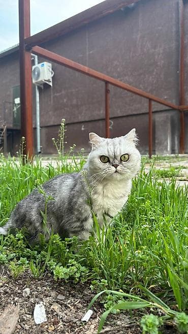 Башка жаныбарлар: Мышык бекер берилет: Британ кыска жүндүү, 2 жаш, Ургаачы, Бычылган, Лотокко барууга үйрөтүлгөн — 4