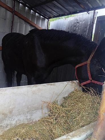 ош мака: Продаю | Жеребец | Полукровка, Дончак | Для разведения, Конный спорт | Племенные, Осеменитель — 3