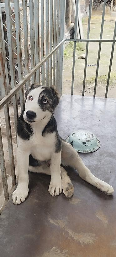 шенки афчарки: Алабай, 3 месяца, Самец, С прививкой — 6