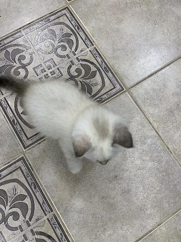 вислоухие кошки цена: Скотиш Страйт (Шотландская прямоухая), 6 месяцев, Девочка, Приучена к лотку — 4