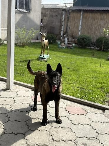 ит арзан: Бельгийская овчарка, 5 месяцев, Самец — 5