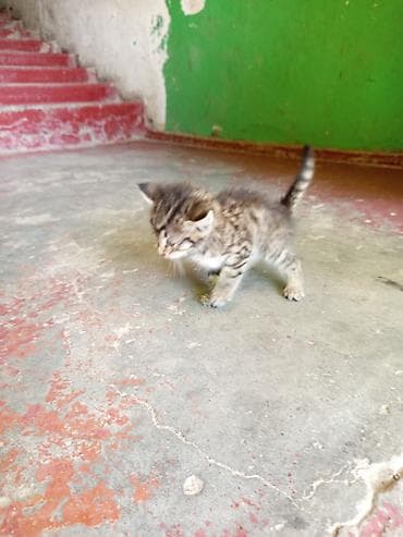 приют котят: Кошка даром: Беспородная, 1 месяц, Девочка — 3