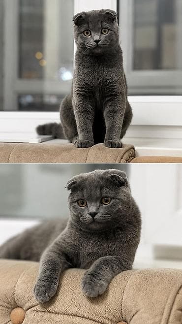 Мышык кууту: Шотландский вислоухий кот серого (blue) окраса. Молодой, но уже — 1