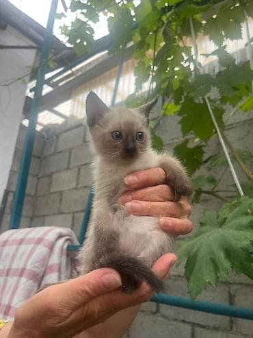 Отдам в хорошие руки котёнка (не породистого)с колор‑пойнт окрасом