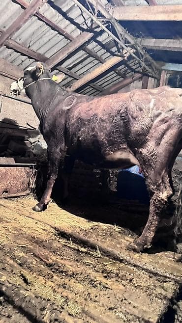 где купить утят: Продаю | Бык (самец) | На откорм | Привязанные — 2