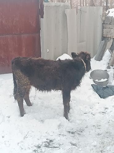 тайган собака цена бишкек: Сатам | Бука (эркек) | Швиц | Союуга, Көбөйтүү үчүн | Жасалма уруктандырылган — 5