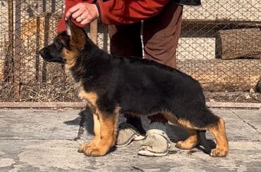 купить йоркширского терьера: Питомник «Темир Хаус» — щенки немецкой овчарки от импортных — 4