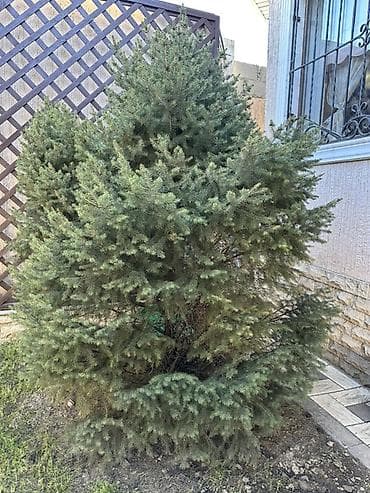 дерев: Ель (хвойное дерево) для ландшафта - Порода: ель/сосновая ель — 4