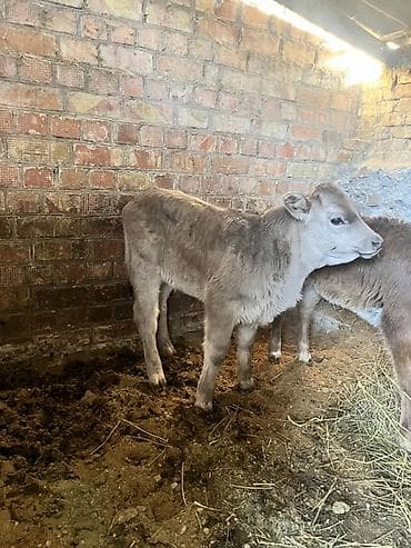 Продаю | Музоо, торпок | Полукровка | Для разведения | Искусственник at lalafo.kg Продаю | Музоо, торпок | Полукровка | Для разведения | Искусственник