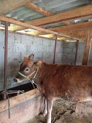 коровы симентал: Продаю | Тёлка | Для разведения | Нетель — 2