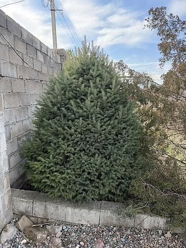 голубая ёлка: Ель голубая (Picea pungens), сформированная, крупномер. - — 2