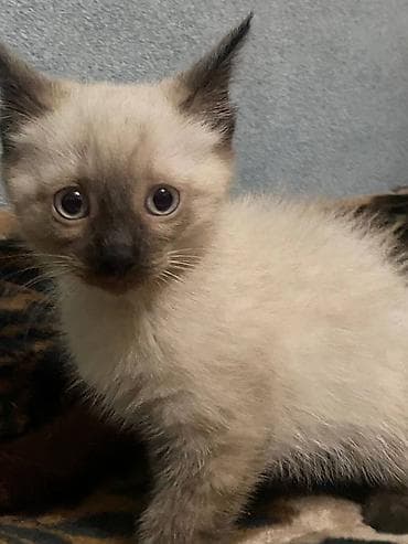 купить кошку бенгальскую: Тайская, 2 месяца, Мальчик — 2