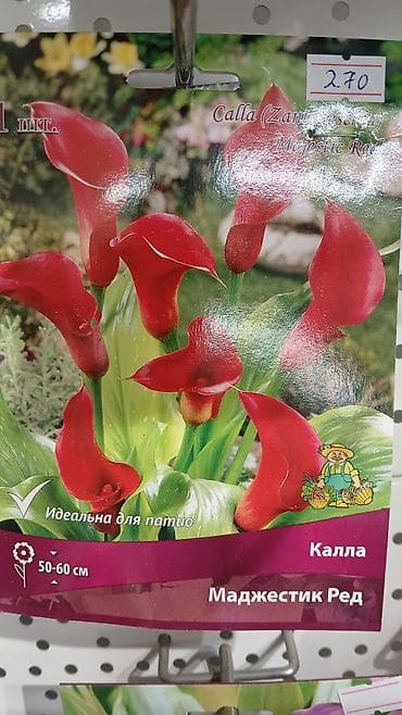 Хоста — набор сортов (по 1 шт. в упаковке) Доступные сорта по — 10