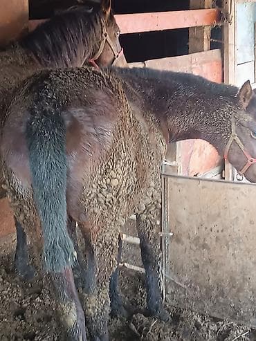 Ветеринар кызматы: Сатам | Тай | Союуга — 2