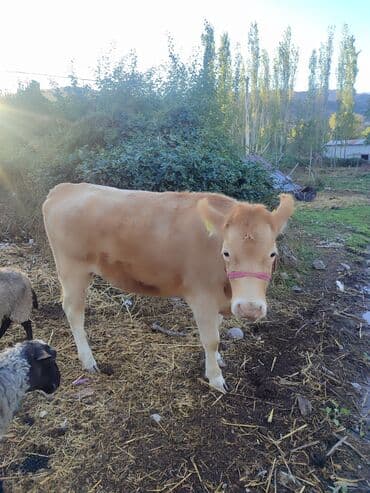 продажа щенков немецкой овчарки с документами в бишкеке: Продаю | Тёлка | Для разведения | Племенные — 1