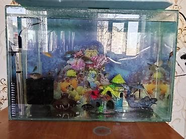 аэрация: Аквариумный комплект с декором и оборудованием - Прямоугольный — 2