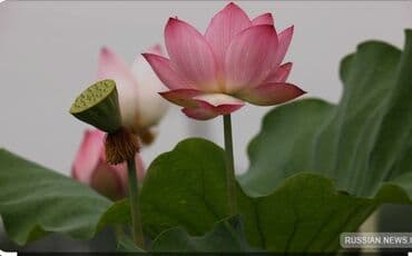 павловния купить семена: Лотос - Предвестник весны он так же считается символом счастья, любви — 6