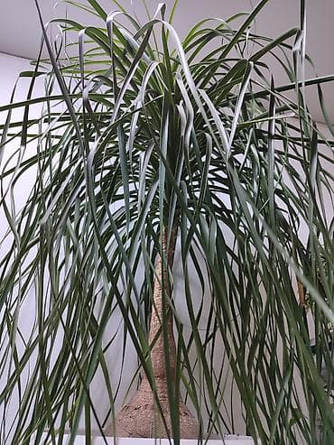 гул: Нолина, Бакарнея Продаю шикарное комнатное, офисноедля ресторанов и — 7