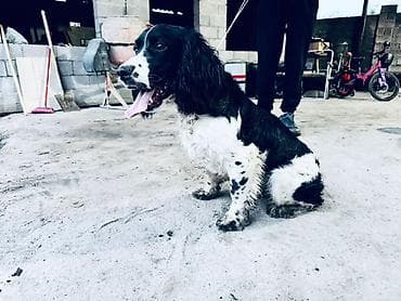 стерилизация собак бишкек цена: Спаниель, 1 жаш, Эркек — 1