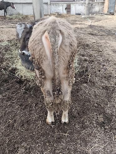 Лошади, кони: Продаю | Бык (самец) | На откорм | Привязанные — 4