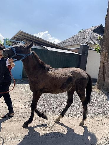 александрийский попугай: Продаю | Жеребенок — 3