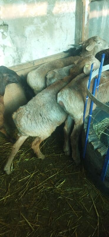 отдам в добрые руки собаку: Продаю | Овца (самка) | Эдильбаевская | Для разведения | Ярка — 1