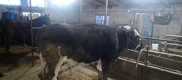 рыбы живые: Продаю | Тёлка | На откорм | Привязанные — 5